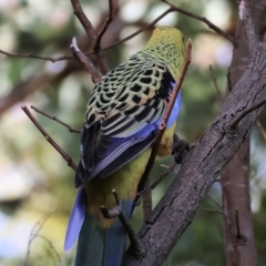 Platycercus elegans flaveolus at Wodonga, VIC - 4 Jun 2023