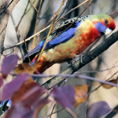 Platycercus elegans (Crimson Rosella) at WREN Reserves - 4 Jun 2023 by KylieWaldon