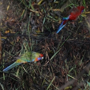 Platycercus elegans at Wodonga, VIC - 4 Jun 2023 11:40 AM