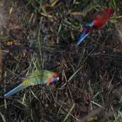 Platycercus elegans at Wodonga, VIC - 4 Jun 2023