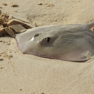 Unidentified Shark / Ray at Narooma, NSW - 28 May 2023 by GlossyGal