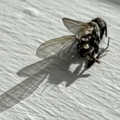 Trigonospila sp. (genus) (A Bristle Fly) at Aranda, ACT - 2 Jun 2023 by KMcCue