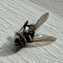 Trigonospila sp. (genus) at Aranda, ACT - 2 Jun 2023