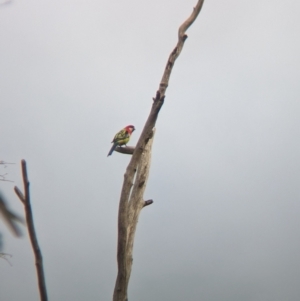 Platycercus eximius at Nagambie, VIC - 2 Jun 2023