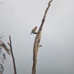 Platycercus eximius at Nagambie, VIC - 2 Jun 2023