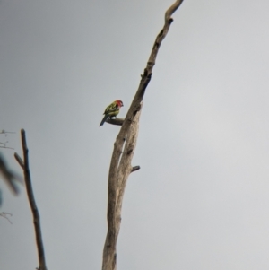 Platycercus eximius at Nagambie, VIC - 2 Jun 2023