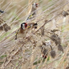 Carduelis carduelis (European Goldfinch) at Fyshwick, ACT - 3 Jun 2023 by TomW