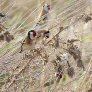 Carduelis carduelis at Fyshwick, ACT - 4 Jun 2023 08:35 AM