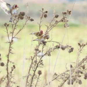 Carduelis carduelis at Fyshwick, ACT - 4 Jun 2023 08:35 AM