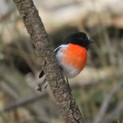 Petroica boodang (Scarlet Robin) at Red Hill Nature Reserve - 29 May 2023 by TomW