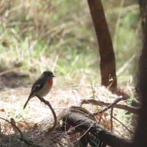 Petroica boodang at Red Hill, ACT - 29 May 2023 10:56 AM