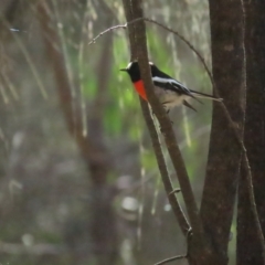 Petroica boodang at Red Hill, ACT - 29 May 2023