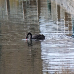 Cygnus atratus (Black Swan) at Nagambie, VIC - 2 Jun 2023 by Darcy