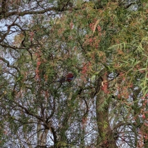 Platycercus elegans at Nagambie, VIC - 2 Jun 2023