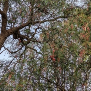 Platycercus elegans at Nagambie, VIC - 2 Jun 2023