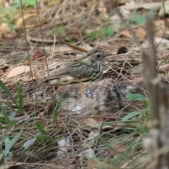 Pyrrholaemus sagittatus (Speckled Warbler) at Red Hill, ACT - 21 May 2023 by BenW