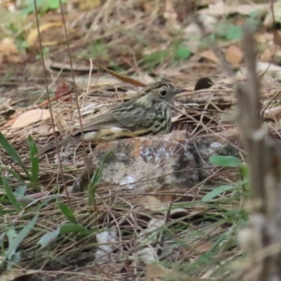 Pyrrholaemus sagittatus (Speckled Warbler) at Red Hill, ACT - 21 May 2023 by BenW