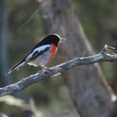 Petroica boodang (Scarlet Robin) at Red Hill Nature Reserve - 21 May 2023 by TomW