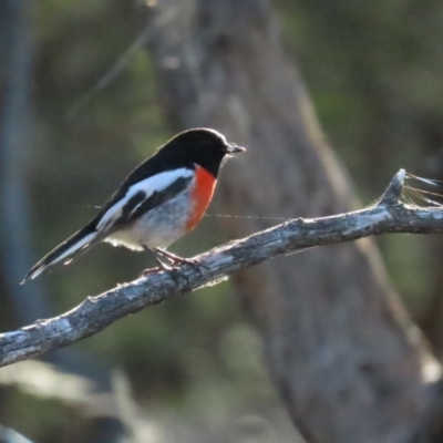 Petroica boodang (Scarlet Robin) at Red Hill, ACT - 21 May 2023 by BenW