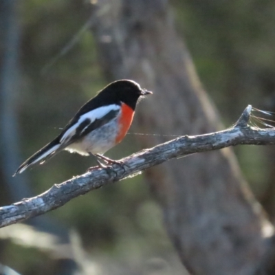 Petroica boodang (Scarlet Robin) at Red Hill, ACT - 21 May 2023 by TomW