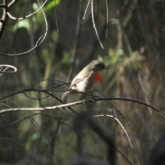 Petroica boodang at Red Hill, ACT - 21 May 2023