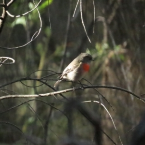 Petroica boodang at Red Hill, ACT - 21 May 2023 01:47 PM