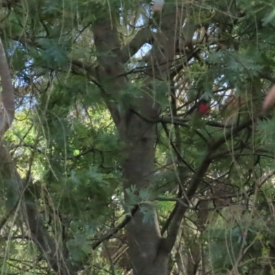 Petroica rosea (Rose Robin) at Red Hill Nature Reserve - 21 May 2023 by TomW