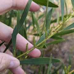 Acacia longifolia subsp. longifolia (Sydney Golden Wattle) at Mangalore Nature Conservation Reserve - 2 Jun 2023 by Darcy