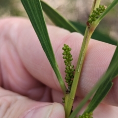 Acacia longifolia subsp. longifolia at Mangalore, VIC - 2 Jun 2023 01:55 PM