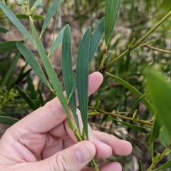 Acacia longifolia subsp. longifolia at Mangalore, VIC - 2 Jun 2023 01:55 PM