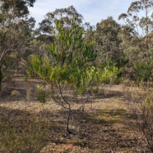 Acacia longifolia subsp. longifolia at Mangalore, VIC - 2 Jun 2023 01:55 PM