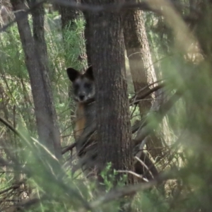 Wallabia bicolor at Red Hill, ACT - 21 May 2023