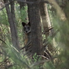 Wallabia bicolor (Swamp Wallaby) at Red Hill, ACT - 21 May 2023 by TomW