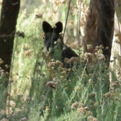 Wallabia bicolor at Red Hill, ACT - 21 May 2023