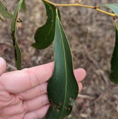 Acacia pycnantha (Golden Wattle) at Mangalore Nature Conservation Reserve - 2 Jun 2023 by Darcy
