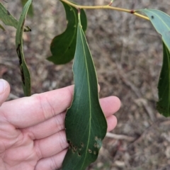 Acacia pycnantha at Mangalore, VIC - 2 Jun 2023