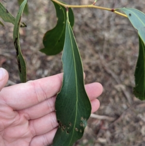 Acacia pycnantha at Mangalore, VIC - 2 Jun 2023