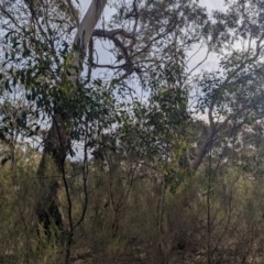 Acacia pycnantha at Mangalore, VIC - 2 Jun 2023