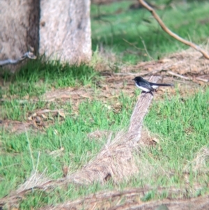 Rhipidura leucophrys at Mangalore, VIC - 2 Jun 2023