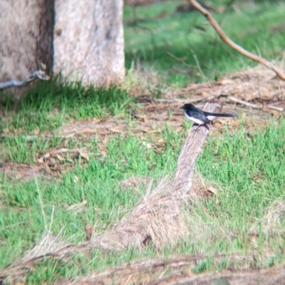 Rhipidura leucophrys (Willie Wagtail) at Mangalore Nature Conservation Reserve - 2 Jun 2023 by Darcy