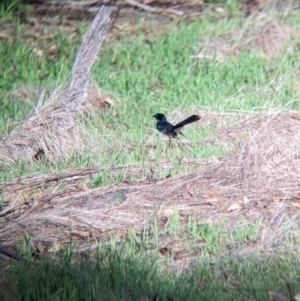 Rhipidura leucophrys at Mangalore, VIC - 2 Jun 2023 02:25 PM