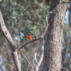 Petroica phoenicea (Flame Robin) at Mangalore, VIC - 2 Jun 2023 by Darcy