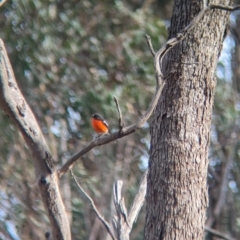 Petroica phoenicea (Flame Robin) at Mangalore Nature Conservation Reserve - 2 Jun 2023 by Darcy