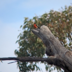 Petroica phoenicea at Mangalore, VIC - 2 Jun 2023 02:32 PM