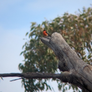 Petroica phoenicea at Mangalore, VIC - 2 Jun 2023 02:32 PM