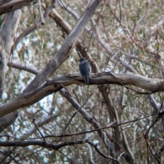 Cacomantis flabelliformis (Fan-tailed Cuckoo) at Mangalore Nature Conservation Reserve - 2 Jun 2023 by Darcy
