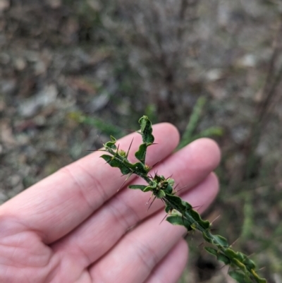 Acacia paradoxa (Kangaroo Thorn) at Mangalore Nature Conservation Reserve - 2 Jun 2023 by Darcy
