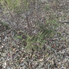 Acacia paradoxa at Mangalore, VIC - 2 Jun 2023