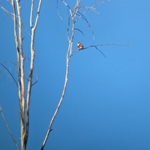 Stagonopleura guttata at Euroa, VIC - suppressed