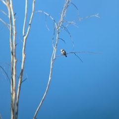 Stagonopleura guttata at Euroa, VIC - suppressed